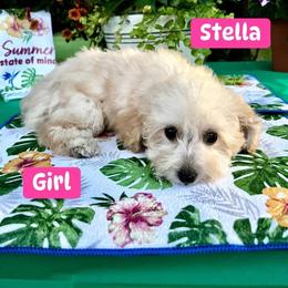Stella - Apricot female Poodle puppy in Joplin, Missouri from 4 States Mini Dachshunds & Mini Poodles