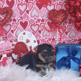 Teacup Dior - Black and tan male Yorkshire Terrier puppy in Lithonia, Georgia from Toy Yorkies Atlanta