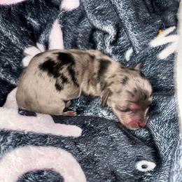Black and cream dapple - Dapple male Dachshund puppy in Cattaraugus County, New York from H&C’s Dachshunds and Retrievers