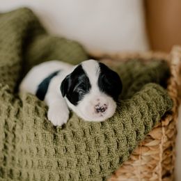 Tux - Black and white male Sheepadoodle puppy in Patterson, California from Dooling Doodles