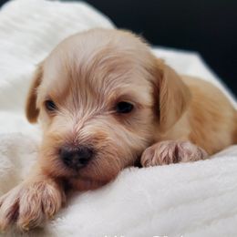 Girl 1 Miss Pink - Apricot Schnoodle puppy in Leitchfield, Kentucky from Eveleigh Acres Puppies