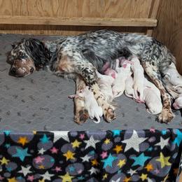Male - Orange belton male English Setter puppy in Holly, Michigan from Roos Farms English Setters