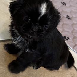 Oreo - Black and white female Shih Tzu puppy in Boaz, Alabama from Happy Haven Farm