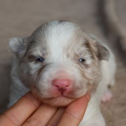 Kert - Green Collar - AKC - Lilac merle male Border Collie puppy in Courtland, Alabama from C Bar C Ranch Border Collies