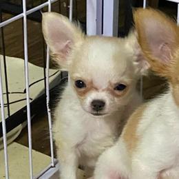Knox - Cream male Chihuahua puppy in Red Bluff, California from Aye Chihuahua