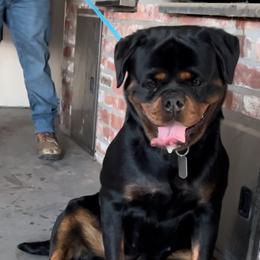 Diamond - Rottweiler