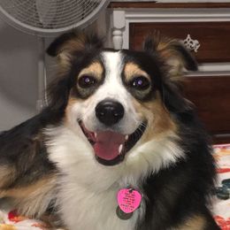 Dean - Miniature Australian Shepherd