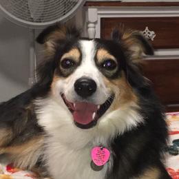 Dean - Miniature Australian Shepherd
