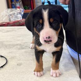 Boy 5 - male Greater Swiss Mountain Dog puppy in Pasadena, California from Park Place Swissys