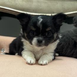 Boy 1 - Black and white male Chihuahua puppy in Davenport, Florida from Clan Cordovathone