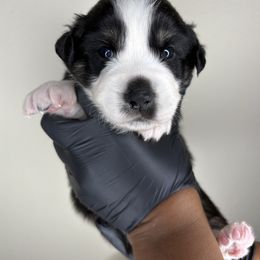Jack - Black tri-color male Australian Shepherd puppy in Charlotte, North Carolina from Good Karma Aussies