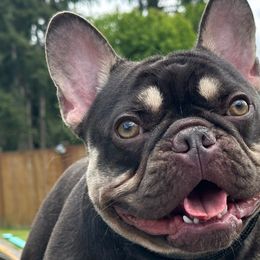 Teddy - French Bulldog
