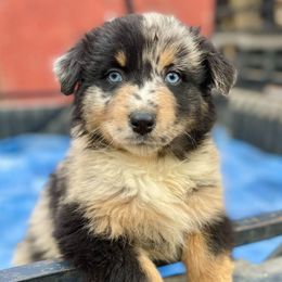 Girl 1 - Blue merle female Australian Shepherd puppy in Smithville, Arkansas from Harris Farms and Aussies