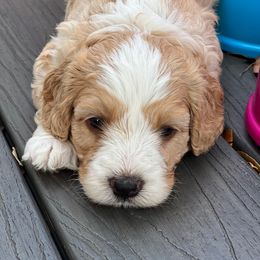 Australian Labradoodle Puppies from JoaLins Labradoodles
