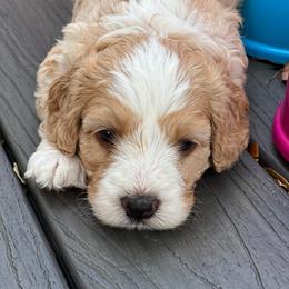 Australian Labradoodle Puppies from JoaLins Labradoodles