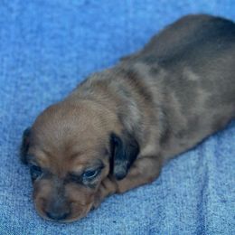 Boy 3 - Red Dapple - Dachshund puppy from Open Hourglass LLC