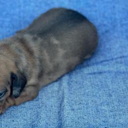 Boy 3 - Red Dapple - Dachshund puppy from Open Hourglass LLC