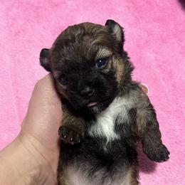 Sweetie. - Brown female Shihpoo puppy in Denver, Colorado from Angel babies