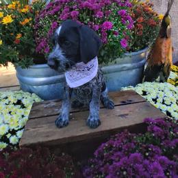 Girl 4 - Black and white female German Wirehaired Pointer puppy in Potosi, Wisconsin from Point and Flush Gun Dogs