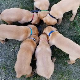 Labrador Retriever Puppies from Canyon River Outfitters
