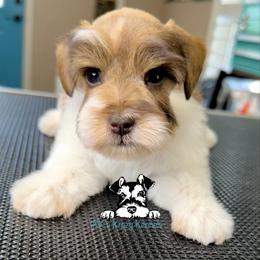 Liver tan pepper - Parti male Miniature Schnauzer puppy in Kaufman, Texas from KK’s Krazy Kennels