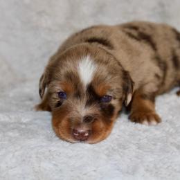 Enzo - Red merle male Miniature Australian Shepherd puppy in Bogata, Texas from Maple Creek Run