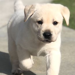 Labrador Retriever Puppies from Shadybry Labradors