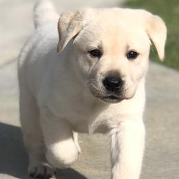 Labrador Retriever Puppies from Shadybry Labradors