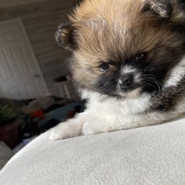 Pomeranian Puppies from Puppy Zen Den