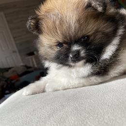 Pomeranian Puppies from Puppy Zen Den