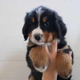 Bernese Mountain Dog and Golden Retriever Puppies from Bertke AKC Golden Retrievers and Bernese Mountain Dogs