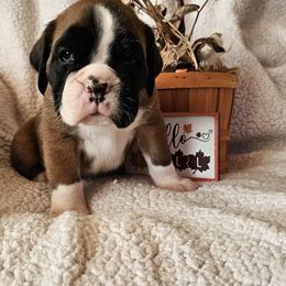 Boxer and Shih Tzu Puppies from L&L European Boxers and Shih Tzus