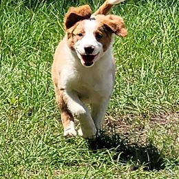 English Shepherd Puppies from ThreeDarkBays English Shepherds