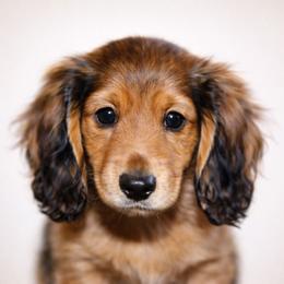 Sven-AKC Import Lines - Red male Dachshund puppy in Coweta, Oklahoma from Sunnyside Dachshunds