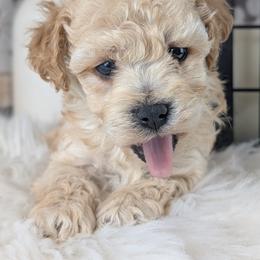 Rocket - Cream male Havapoo puppy in Burlington, Iowa from River View Puppies