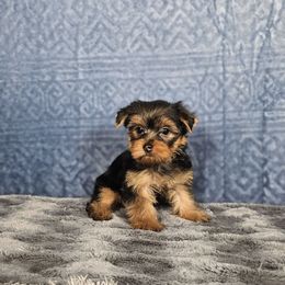 Pup 5 - Black and tan male Yorkshire Terrier puppy in Polk City, Florida from Yorkies by Casey