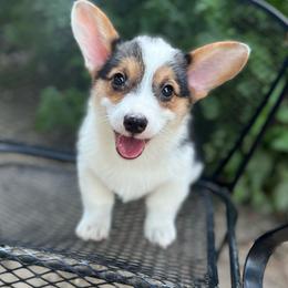 Indy-Natural bobtail Mismark - White and black male Pembroke Welsh Corgi puppy in Hope, Arkansas from Foxy Knoll Farm