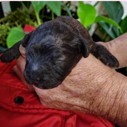 Luna - Merle female Cavapoo puppy in Salisbury, North Carolina from Carolina Canines
