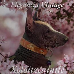 Nina - Xoloitzcuintli