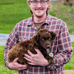 Flair - Red Australian Shepherd puppy in Pomeroy, Ohio from HJ's Aussies
