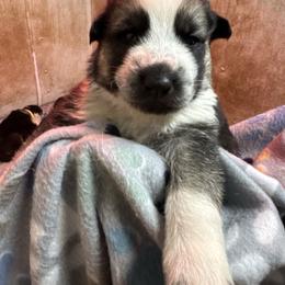 Blue boy - Panda male German Shepherd puppy in Columbiana County, Ohio from Das Müller Hund Haus
