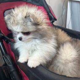 Crush - Cream sable parti male Pomeranian puppy in North Port, Florida from POMRITA POM’S