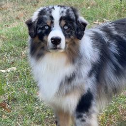 Bluey - Miniature American Shepherd