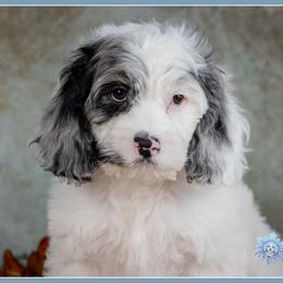 Simba - Merle male Cockapoo puppy in Connersville, Indiana from Deaz Doodle Ranch