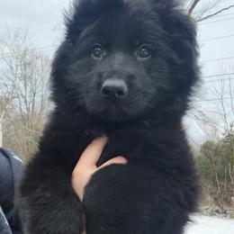 Elliott - Black male German Shepherd puppy in White Cloud, Michigan from Von WestLynn German Shepherds