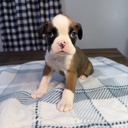 Boy 1 - Fawn male Boxer puppy in Prestonsburg, Kentucky from Bre’s Boxers