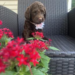 Pink Girl - Chocolate female Australian Labradoodle puppy in Morristown, New Jersey from English Manor Labradoodles