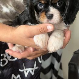 Mr. Orange - Tri-color male Cavalier King Charles Spaniel puppy in Rocky Ford, Colorado from Scofield Cavaliers