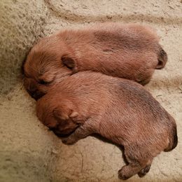 Norfolk Terrier Puppies from B-Joli Norfolk Terriers
