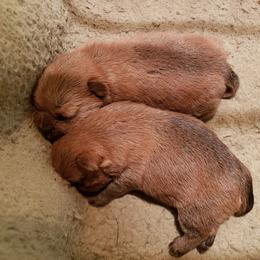 Norfolk Terrier Puppies from B-Joli Norfolk Terriers